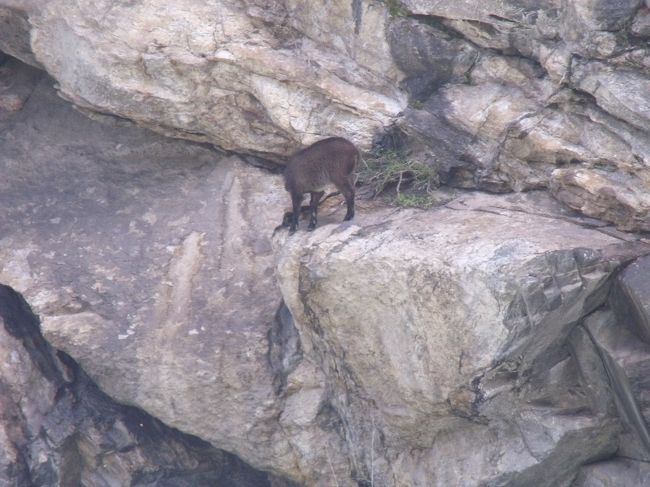 モンジョの関守は、パスポートの提示も求めず、入園料の番号を控えただけ。<br />今年の９月の入園者は２３００人くらいだが、去年の１０月は８８３１人。<br />今年は１万人を超すだろうとの事。<br /><br />急な下り坂をいくと、アーミーポストがあった。崖の岩棚にカモシカが２匹うずくまっている。<br />日本ならお節介にも助け出さなければと、大騒動になるくらいの岩場だ。岩の割れ目からにじみ出る塩をなめに来るらしい。ペンパーさんいわくこの先にも沢山いるよと言われたが、旅行中見れたのはこの２匹だけだった。　<br /><br />ヤクの香や　ルクラに古き　マニ車<br />あれこれや　行くも帰るも考えて　知るも知らぬもモンジョの関 <br />