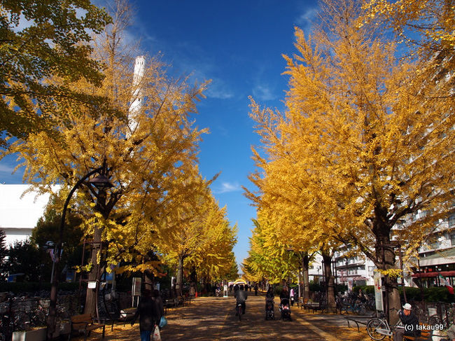 秋の紅葉 光が丘公園イチョウ並木 練馬 東京 の旅行記 ブログ By Takau99さん フォートラベル