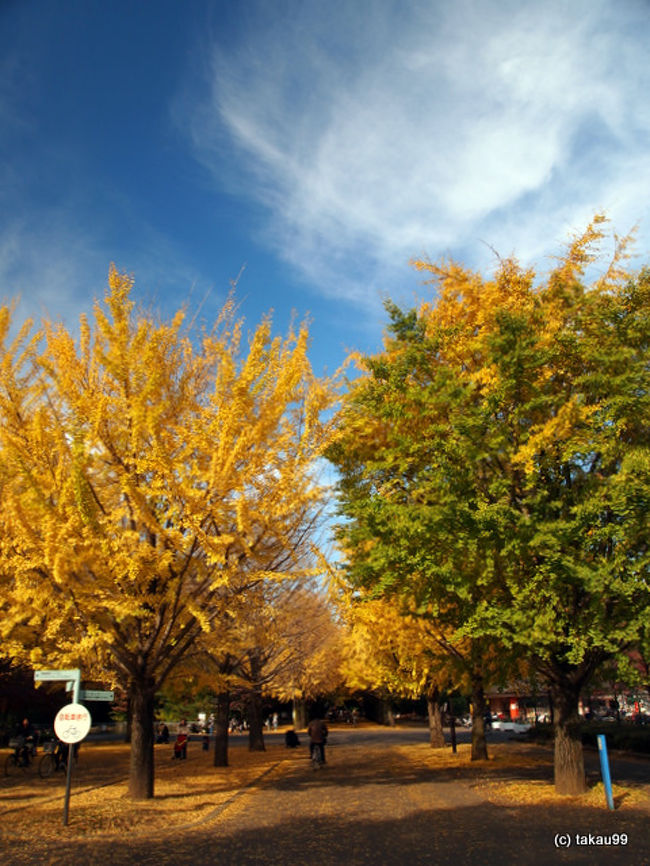 秋の紅葉 光が丘公園イチョウ並木 練馬 東京 の旅行記 ブログ By Takau99さん フォートラベル