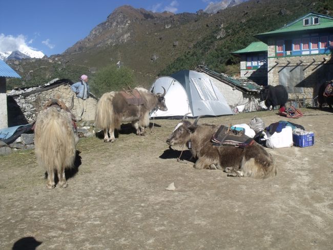 ２０１０年１０月２３日（土）日本へ電話するが、留守電になる。今日もカンテガは元気で顔を出すが、逆光だ。アダムは頭だけ出している。<br /><br />８：１５クリシュナは、ゴキョウの方へ行こうとするが、シャンボチェに寄りたいのだと希望する。クリシュナはシャンボチェへの道を人に聞いている。本当にこの人ガイドなんだろうか？<br />きれいな鳥もご挨拶に来る。<br /><br />９：２０シャンボチェ空港　目の前５０Mぐらいを、飛行機が着陸しようと向かってきた。滑走路は遠目で１００Mぐらいしかなく、３００Mぐらい先に見えている。この5人くらいの定員の双発機が来るようになって、以前のヘリコプターでのフライトよりも安くシャンボチェに来れるようになったとのことです。<br /><br />１９６８年から５年がかりでホテルと専用飛行場を完成させた。<br />カンテガの横にアダムプラが頭だけ出している。
