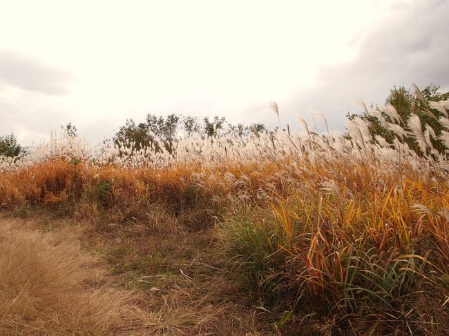 「秋だね〜」なんて、この辺まで余裕だったのですが･･･。<br />なかなか着かない･･･。