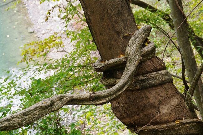 蛇のように絡まっているよ・・