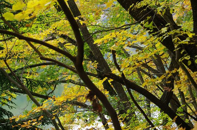 エメラルドグリーンの湖面と黄色の紅葉