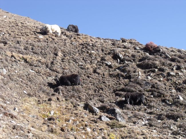 ９：２５改めてチョラパスへ出発　チョは湖、ラは峠のこと　<br />所が、隊長さんは体調が悪すぎるので、これ以上進まずマチョルマまでポーター１人付けて、降りることになった。氷河を横切る。　落石だらけの所。列の間隔をあける。<br /><br />１１：１５対岸にやっと着いた。<br />ターコ岩（黒い岩）エベ疎視山と自分が名を付けた、エベレストの前にあった邪魔っけな山だ。<br />１２：１０タックナルガ着<br />ダイソーの袋をゴキョウで、誰かが忘れたのではないかと、ポーターが持ってきてくれた。上品なイメージのあった人のものだった。あんな上品な人でも１００円ショップに行くんだ。チップをいくらあげればよいかペンパさんに相談していた。<br />