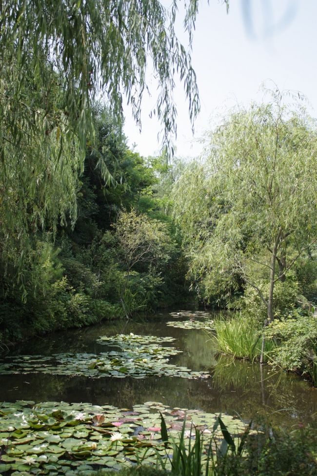 　<br />　<br />直島の美術館内や、家プロジェクトの内部での撮影は禁止されています。<br /><br />残念な面もありますが、静かにゆっくりと鑑賞できる点ではプラスです。<br /><br /><br />これは、地中美術館に所蔵されているモネの「睡蓮」をイメージした庭。<br /><br />チケットセンターと、美術館の間に位置しています。