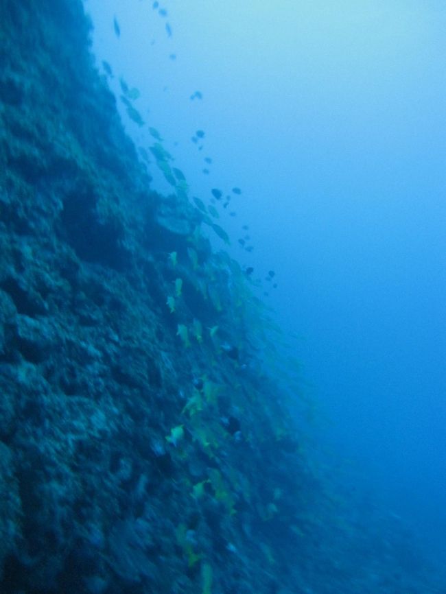 12日は飛行機が遅れて那覇に深夜着。<br />翌朝13日の９時の高速船も欠航したため、阿嘉島には午後のフェリーで到着。<br />１本目は「サクバル隠れ根」というポイント。