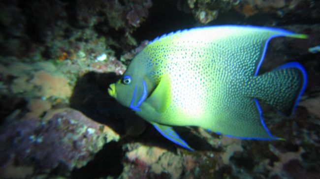 久しぶりの１本目は、耳抜きできないなどのトラブルがなくて最高に楽しめました。<br />ただ、もぐり始めはいっぱいいっぱいで、マクロレンズをつけたまま遠景を取りまくっていたため、どれもピンボケ。<br />後半この子（サザナミヤッコ）を撮るときにマクロレンズをつけていることにやっと気づきました。