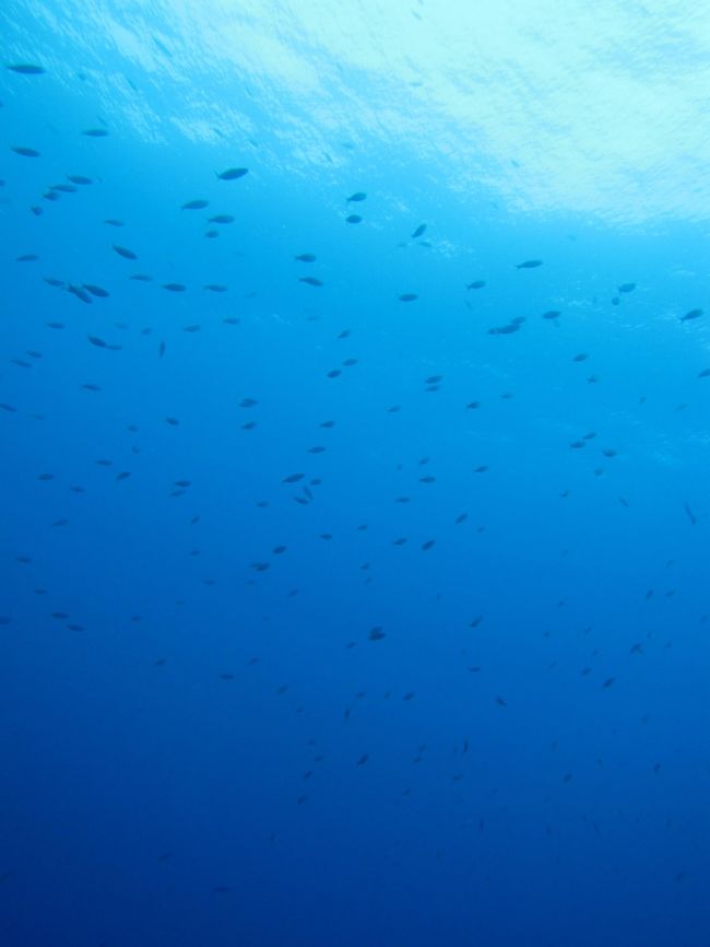 ２日目の１本目は、なんと「下曽根」というダダダダイナミックなポイントです。<br />ここは、流れが強いところなので、阿嘉島に何回も来ている人でも、タイミングが合わなければ潜れないポイントだそうです。<br /><br />なので、27本目の私が潜れるのはラッキーなこと。<br /><br />潜った途端、ロープを伝って流れに逆らって進みます。<br />魚も前に進めないくらい、強い流れ。<br />ロープの先端まで着くと、今度は岩を掴んでほふく前進のように進みます。