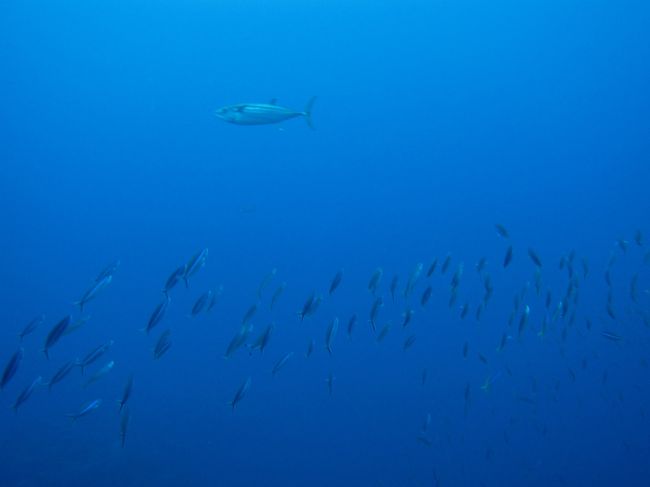 グルクンの群れがマグロを一斉によけて、変な恰好になってます（笑）