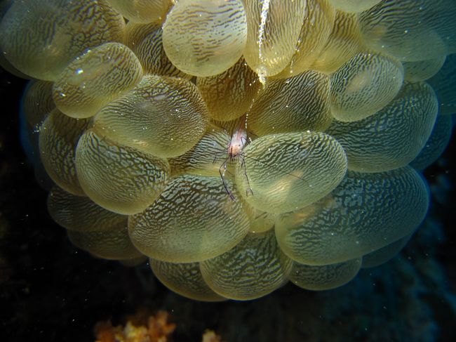 アカシマヒラヒザエビ