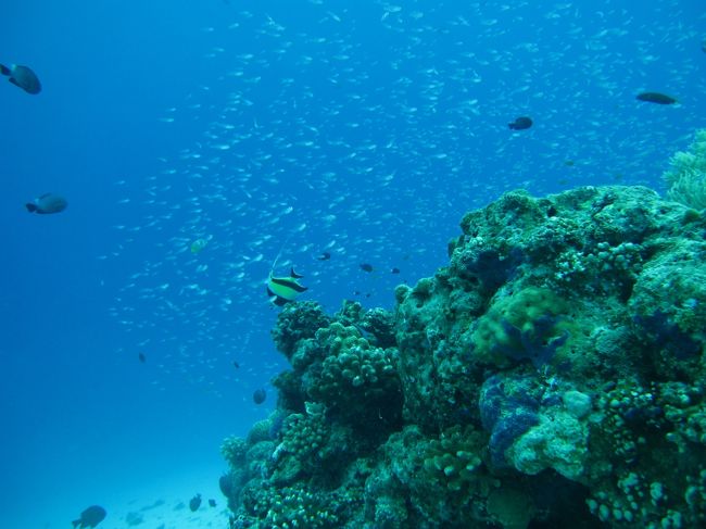 スカシテンジクダイがサンゴに群がってます。<br />キレイ〜〜