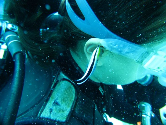 ドクターフィッシュがダイバーの耳をついばみます。