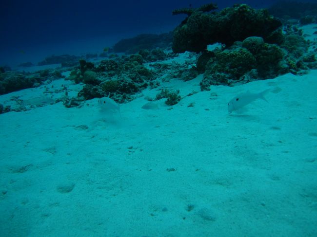 オジサンたち（笑）<br />白くてわかりにくいですが、３匹います。