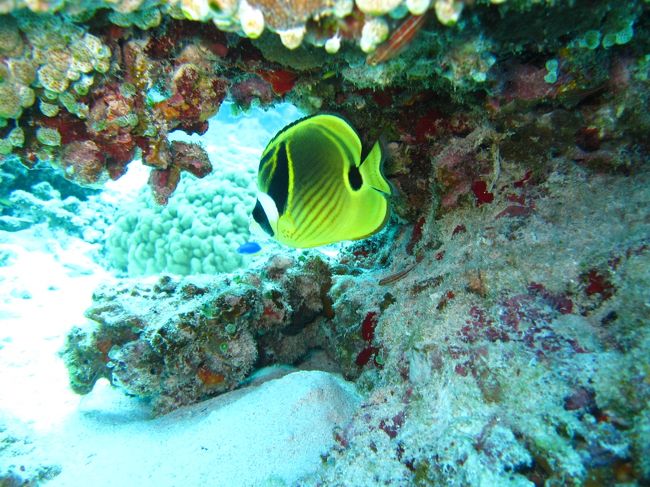 チョウチョウウオ