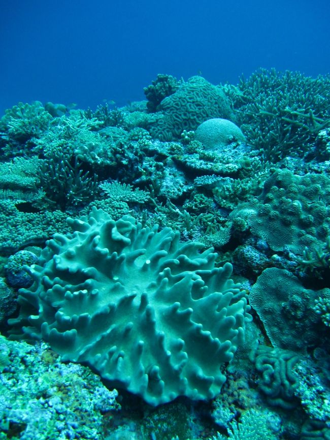 本当にいろいろな珊瑚がいます。