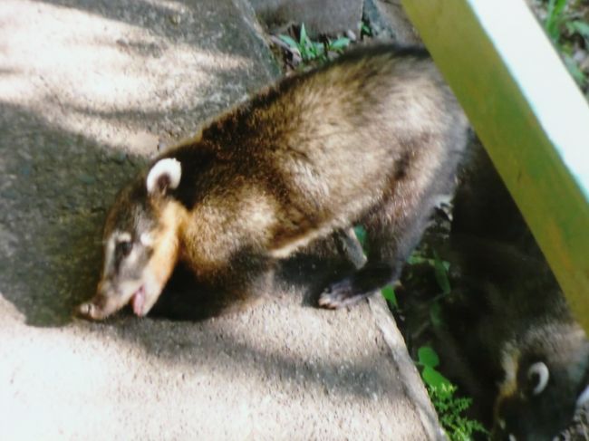 　有名なハナグマ？でしたね。<br /><br />