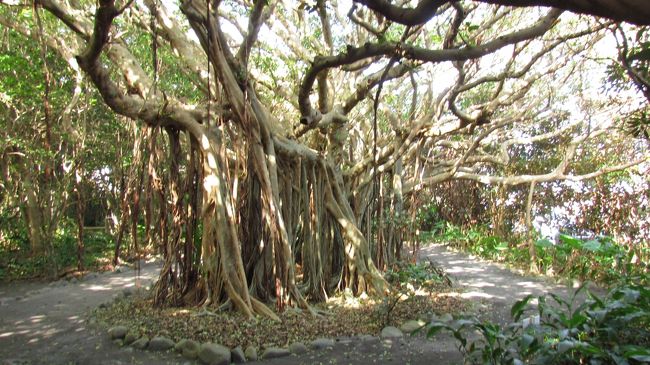 ガジュマルも立派