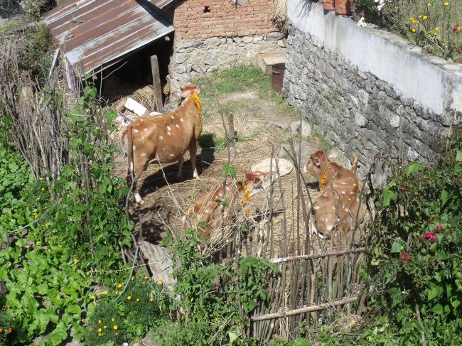 車掌がタメールと言って教えてくれる。ここはどこだ。<br />お店の人にタメール、タメールと聞きながら２０分ほど歩いた。<br /><br />ホーリーホテルに着いたが、今日は満室だと断られる。ホテルの親父は入り口で、ティハールの吉祥紋を書くのに一生懸命で相手にしてくれない。従業員は親切だった。<br />預けていた荷物を受け取り、近くのアラブ系のホテルに投宿する。<br />アラブ系というだけで、なぜだか何だか不安だ。<br /><br />ふる里でネパールすずきの塩焼き定食を食べるが、<br />町でよく見たと言うか、これしか見なかったと言うべきあの鯉だろう。<br />あまりうまくはなかった。生卵をもらい、卵かけご飯にする。<br />日本人が明日は、ティハール３日目で、昨日、今日と営業していた店も、<br />ほとんどしまってしまうから、気をつけなさいと教えてくれた。<br /><br />ホーリーはほんの少し小路に入っているので、朝の祠の鐘の音がするだけだったが、<br />このホテルは本通りに面しているので、夜中までうるさかった。