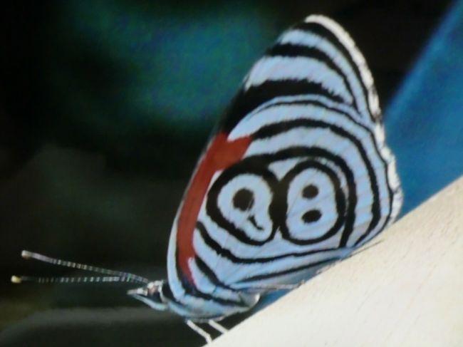 　このあたりは蝶がいっぱい<br /><br /><br />８８の模様だって〜