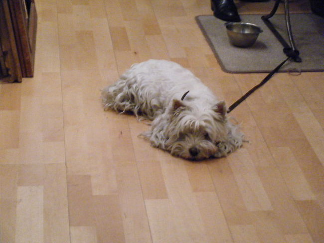 店番をしているワンちゃん。<br />パリでは犬をよく見かけます。リードをつけていないで歩いている犬も多いです。おかげで道には犬の落し物も多いです。気をつけて歩かないとウンがついちゃいますよ。