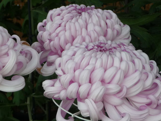 どれが何時撮ったのか？