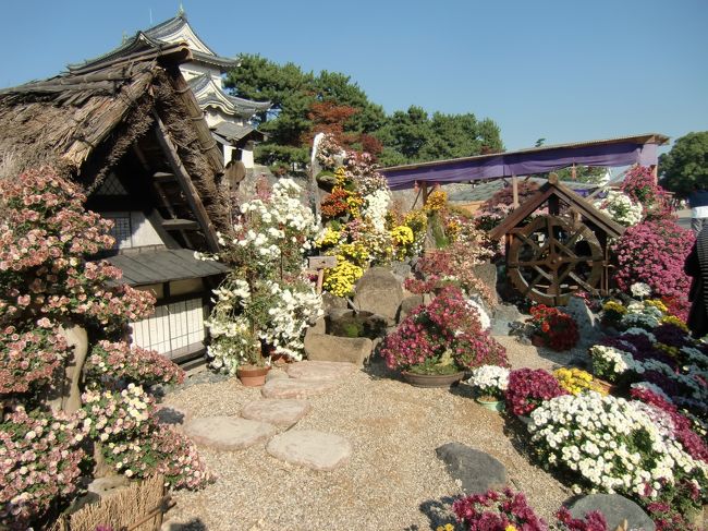 　菊の展示会をしていました。<br /><br />藁ぶき屋根の昔の民家と、菊の香りが、マッチしていました。<br /><br />