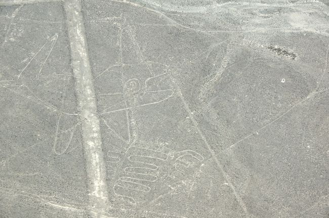 最初に目にすることになったのが、この「クジラ」の絵です（大きさ約６３ｍ）。一番可愛いなと思いました。だって、目が渦巻きですよ。ナスカの地上絵ではこの渦巻きをよく目にすることになります。<br />いくつかの絵が重なったようになっているので、あたかもクジラに腕（ヒレ）があるように見えるところもまたコミカルですね。<br />