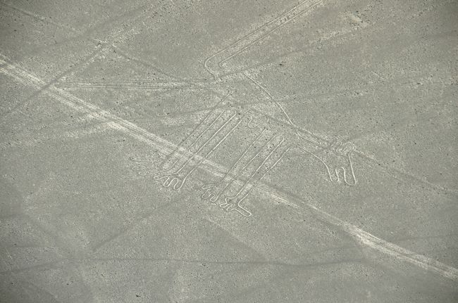 これは「キツネ」です（大きさ約４５ｍ）。「イヌ」とも言われています。ピシッと足を揃えて、つま先立ちをしていますね。なぜか足の指は３本か４本ですが。尻尾も上に向かって立っているので、威嚇のポーズでしょうか。<br />