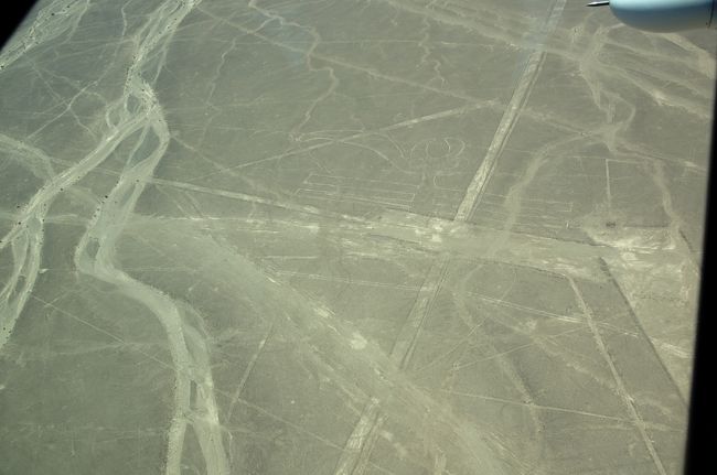 すこし見にくいのですが、「トンボ」だということです（大きさ約２３０ｍ）。諸説あって、「オウム」「コンドル」「ペリカン」と言われることもあるみたいですが、「トンボ」としても、頭？顎？から袋状のものが飛び出ているのが変ですね。<br />