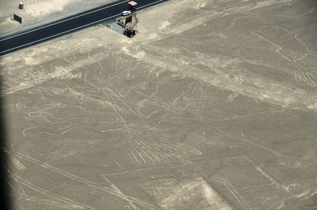 これは「海草」と呼ばれているそうです（大きさ約４７ｍ）。ですが、私には海草というよりは、木に見えます。<br />道路（パン・アメリカン・ハイウェイ）のすぐそばにある絵で、ミラドール（観測塔）も見えます。あのミラドールからも地上絵を見てみたいです。きっと空から見る絵とは違って、よりその大きさを実感できるのでしょうね。<br />