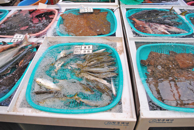 面白いのは、売り方がもう水に入れられてない場合や、<br />こんな風に浅めのザルに入れられて売られていたり