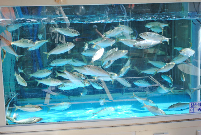 イケスに入っていたりと様々。