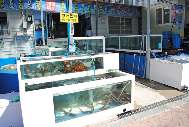 やっぱり売っているのはお魚が多い！