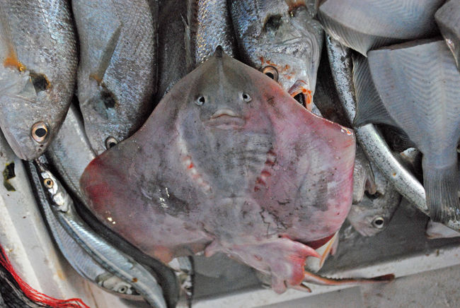 韓国ってエイを食べるみたいだけど・・・・<br />顔みたいだよね。<br />エイって食べたことないなぁ〜