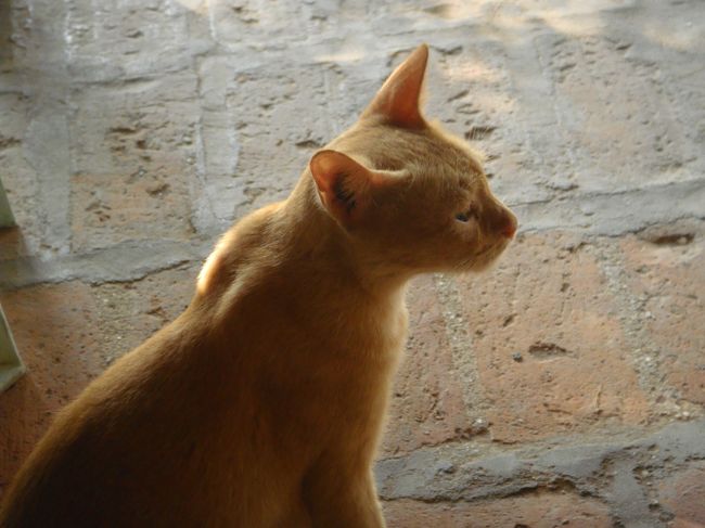 もう喰えまへん…寝不足にビールも効くね。<br /><br />何やら、足元でもぞもぞ…猫さんですか。カレー喰うんだろうか？