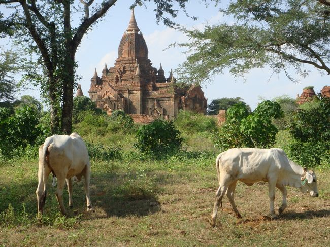 眠いし、お腹重いし、観光続ける気分で無いね。一度、宿に帰りましょ。<br /><br />途中で見かけた牛さん達…