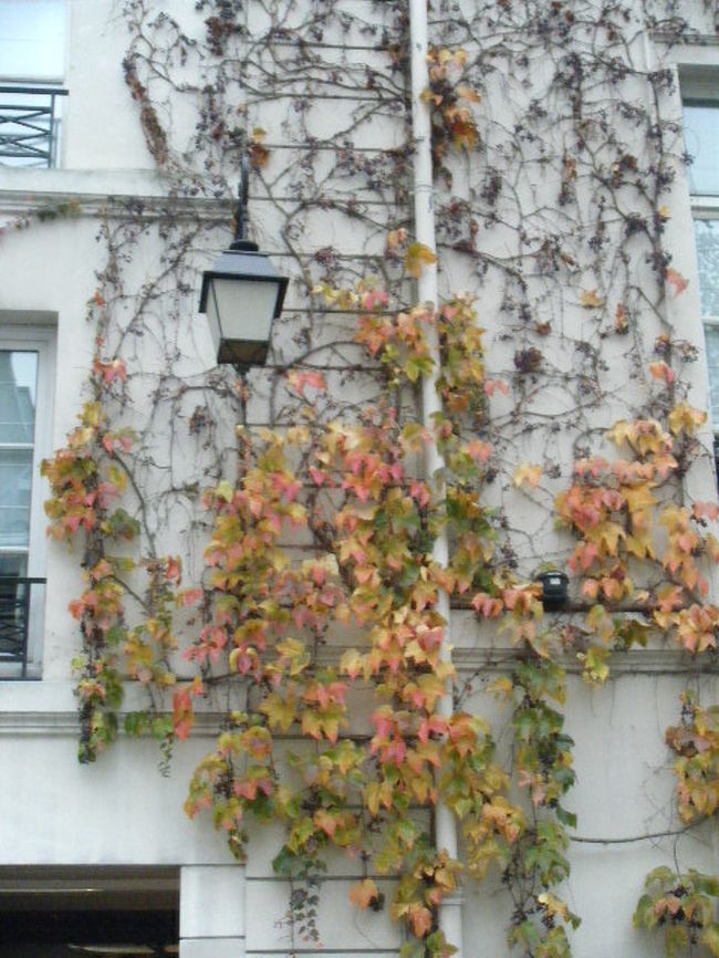 秋ですね。街を歩いていると秋を感じます。