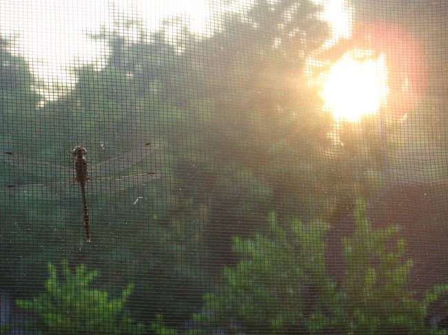 カーテン閉めずに寝ていたんで、朝日とともに目を覚まします。夜、する事無いから早寝してるんで、これでも十分寝てますがね。網戸にトンボがおるな。