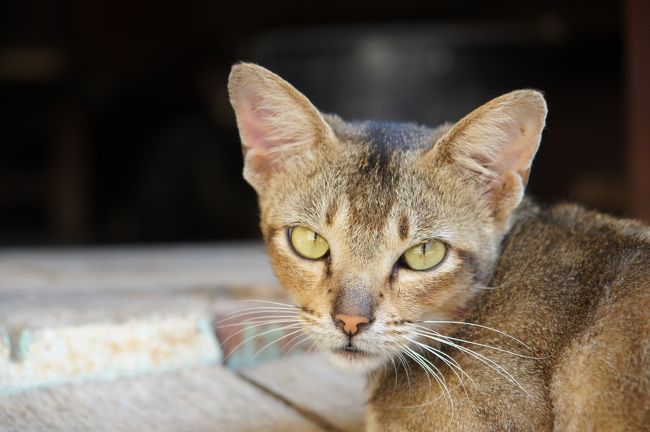 お昼寝のお邪魔してしまいました。すんません…