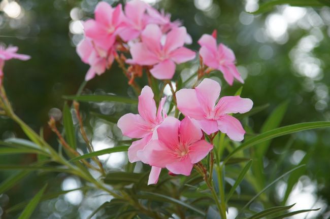 んで、お嬢ちゃんの商品は…漆器に絵葉書に…変り映えしませんね。申し訳無いけど…