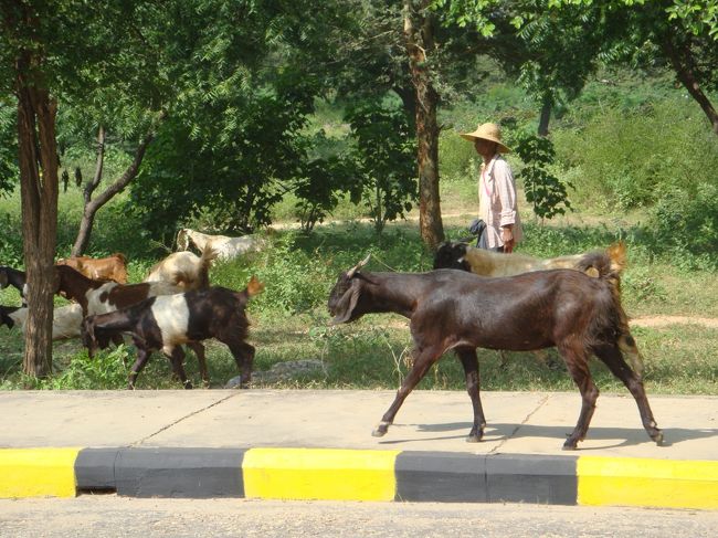 午前の部は、一旦この辺で。宿に戻って、ちょっと横になりたいな…<br /><br />途中でみかけたヤギの群れ…