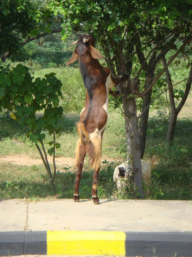 って、街路樹喰わせてえぇんかい。