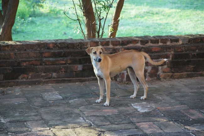 裏手の方に来ると、土産物を広げている露店も無く。お犬様が、”あんたなにしてんの？”って見てるくらいかね。