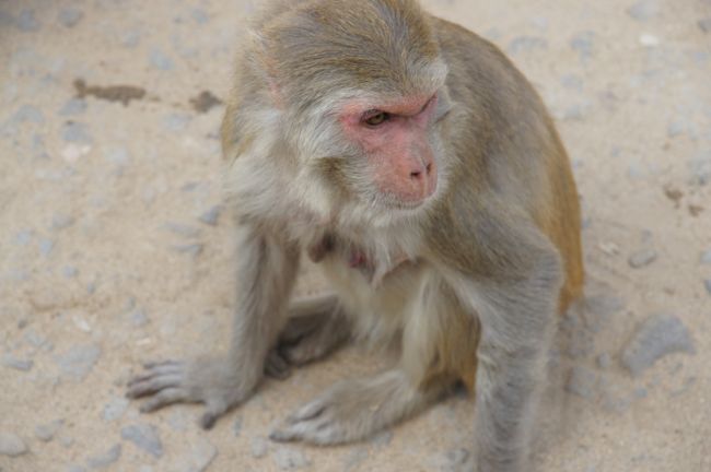 んで、門の方に歩いて行くと…サルがいますね。
