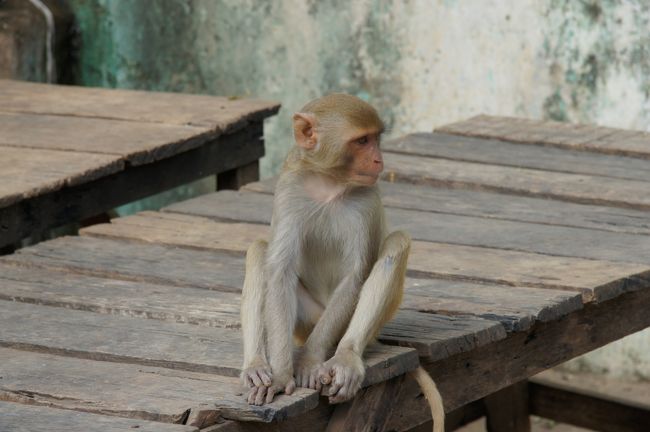 と言うか、サルだらけ。