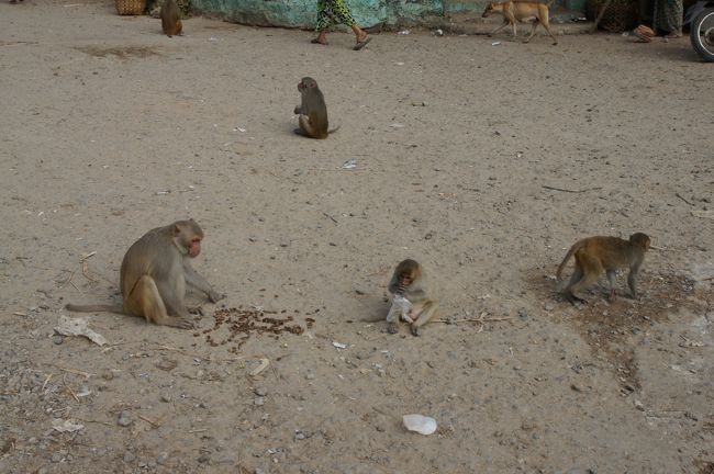 襲ってくる気配は無さそうかな。