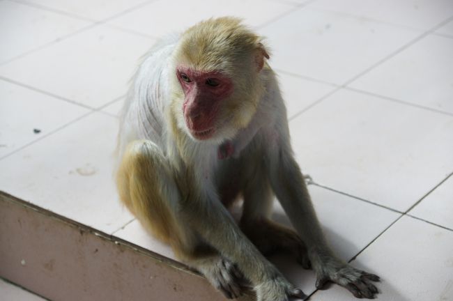 やっぱりサルがいます。