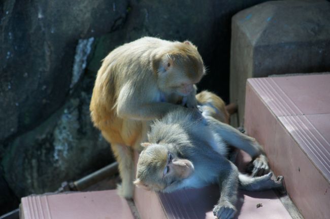 階段でじゃれているサル…は、人が通りかかると、どっか行っちゃいます。