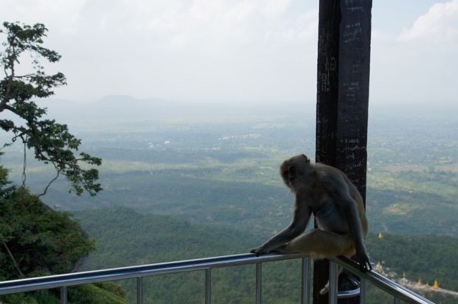 展望台にもサル…