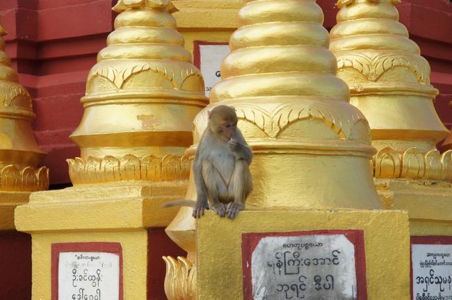 仏塔にもサル…まぁ、サルに仏様も何も無いですから。